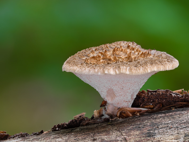 Polyporus tuberaster